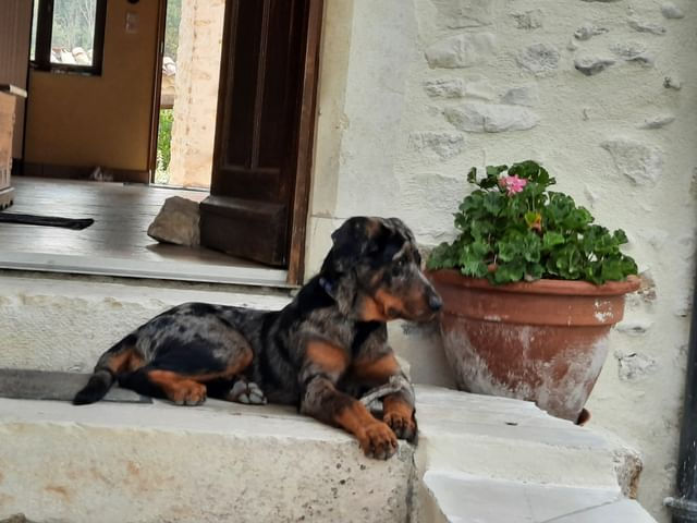 beauceron-berger-de-beauce-plaine-astree-145