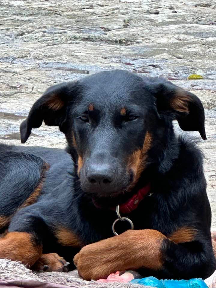 beauceron-berger-de-beauce-plaine-astree-113