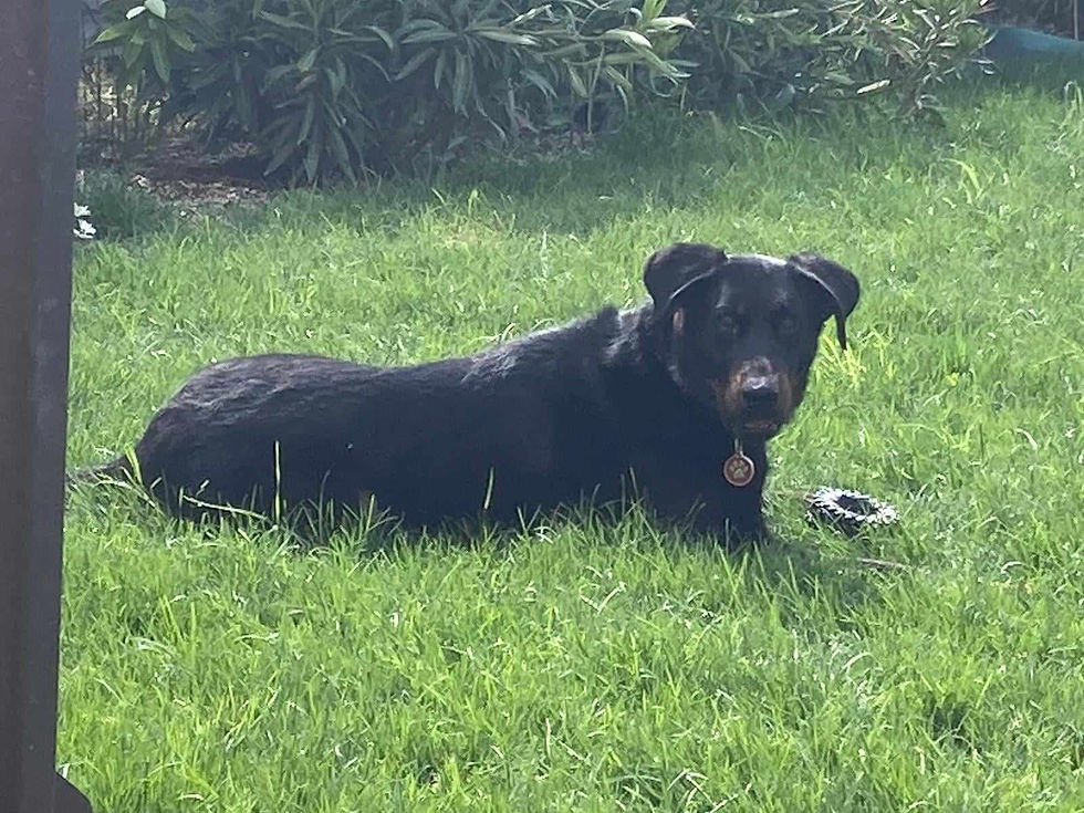beauceron-berger-de-beauce-plaine-astree-130
