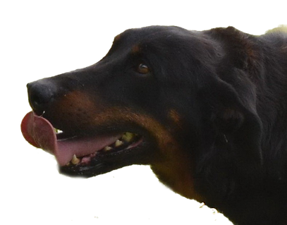 chien-beauceron-de-la-plaine-d-astree-9