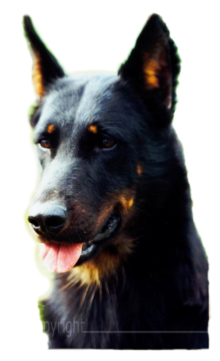 chien-beauceron-de-la-plaine-d-astree-33