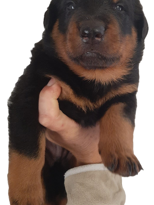 Naissances fin mai 2024 de 8 chiots beaucerons a la Plaine d'Astree