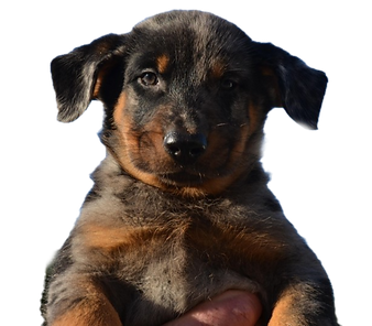 elevage de chiens beauceron, berger de beauce, bas-rouge, chiots noir/feu ou arlequin à vendre