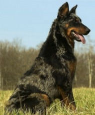 chien-beauceron-de-la-plaine-d-astree-30