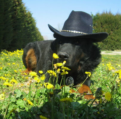 chien-beauceron-de-la-plaine-d-astree-2