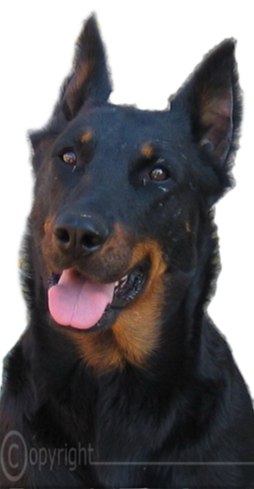chien-beauceron-de-la-plaine-d-astree-35