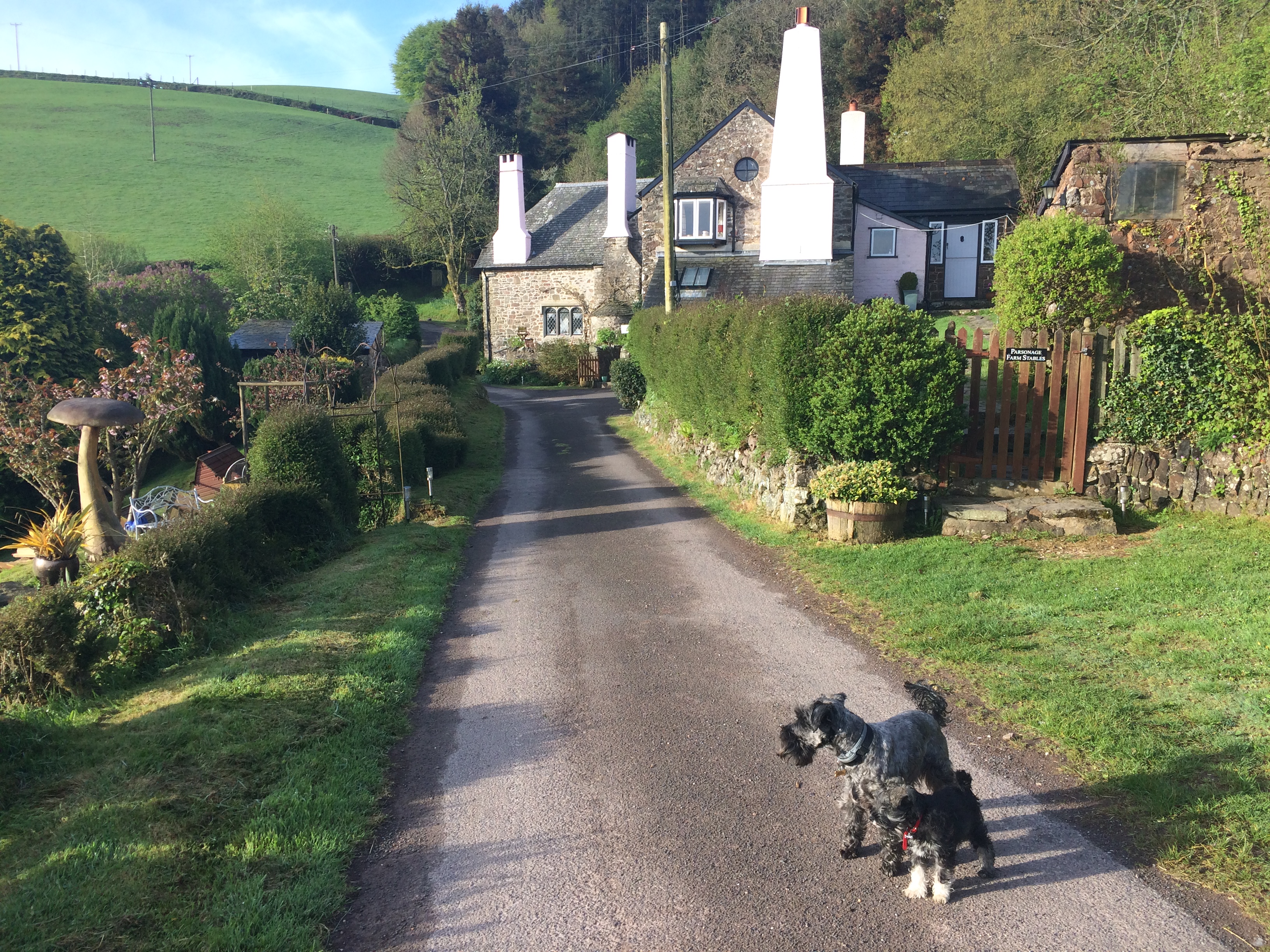 Two schnauzers