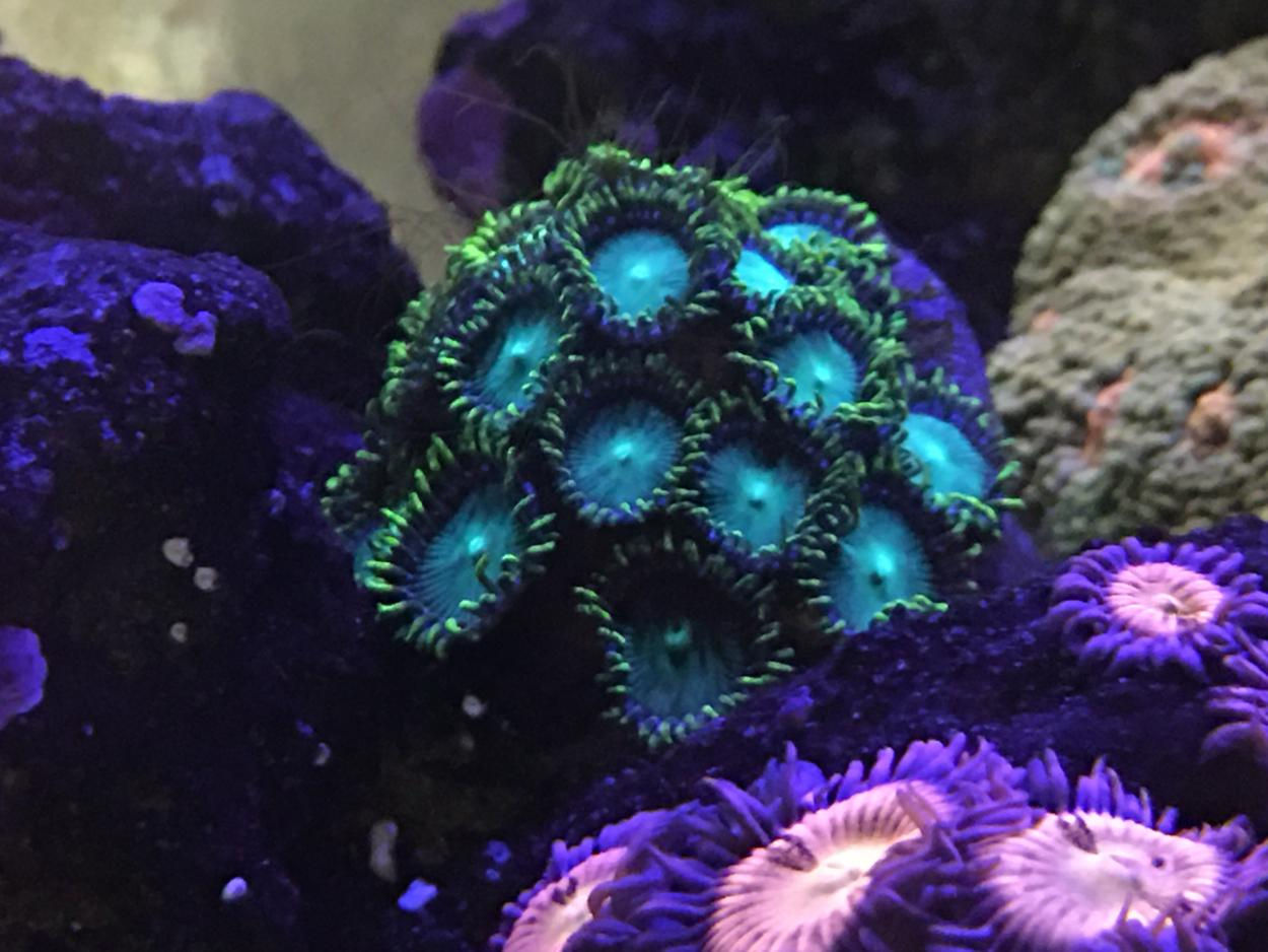 Radioactive Dragon Eye