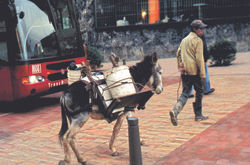 Bta Herida 40 burro transmi