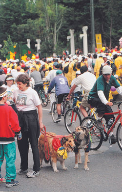 Bta Herida 39 ciclovia perro