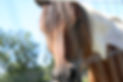 RedTailAcres_082.JPG