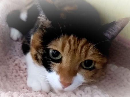 お盆休みのお知らせ