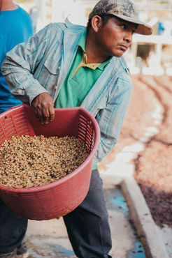 Evelio putting out to dry.jpg