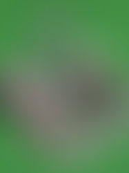 Barn Themed Double Swing