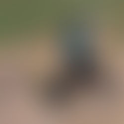 स्कॉटलैंड के खिलाफ बल्लेबाजी करते हुए गुप्टिल का वजन 4.5 किलो तक हुआ कम