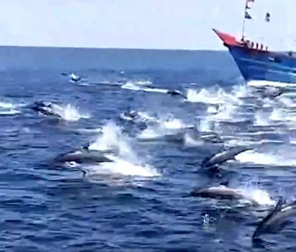 गुजरात के समंदर में देखने मिला अद्भुत नजारा, एक साथ 50 से अधिक डॉल्फिन देख आप भी हो जाएँगे मगन