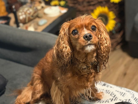Taking Training to the Next Level: Advanced Obedience Training