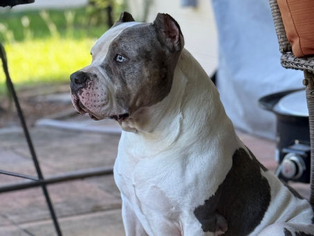 The Importance of Basic Obedience Training for Your Dog
