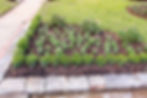 boxwood and roses