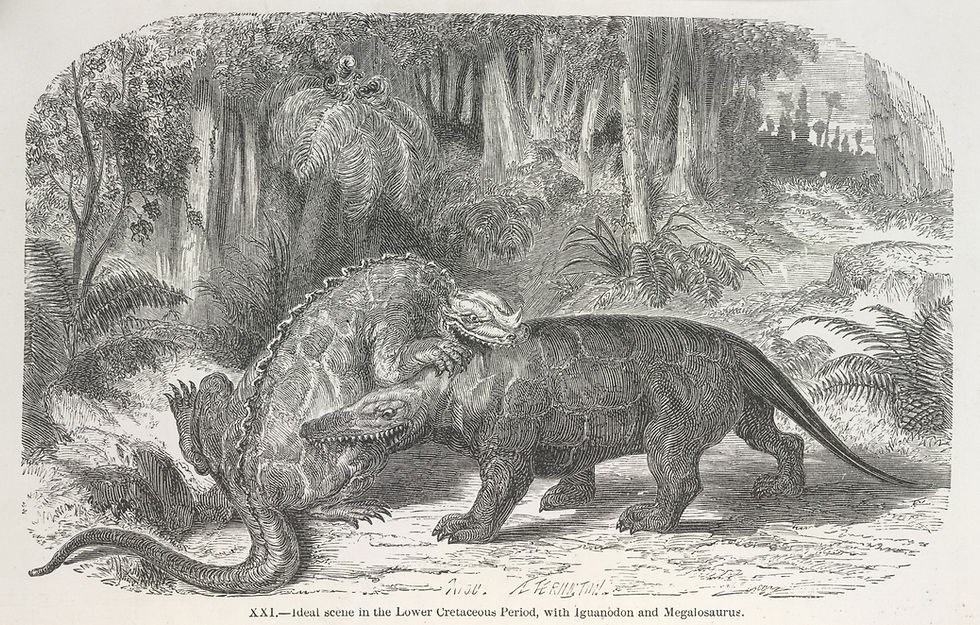 Two dinosaurs interact in a dense forest setting. Detailed foliage surrounds them. The artwork has a monochrome etching style. Text below reads: "Ideal scene in the Lower Cretaceous Period, with Iguanodon and Megalosaurus."