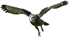 owl-3254424.png