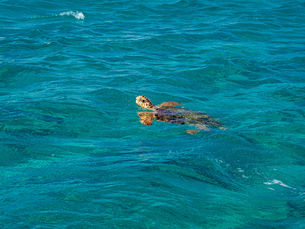 Discover the Wildlife of Zakynthos on a Boat Tour
