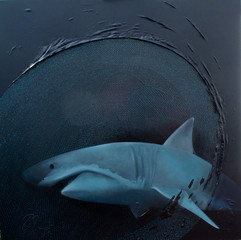 The Beauty of the Shark