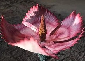 Juran Ultra Galaxy Mega Monster Battle