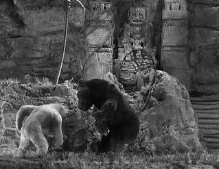 Kiko vs Bear