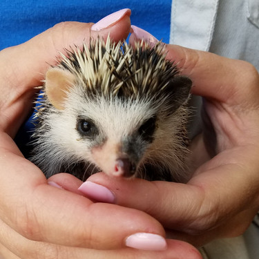 janda exotics hedgehogs