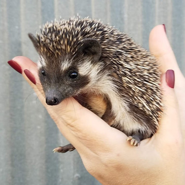 janda exotics hedgehogs