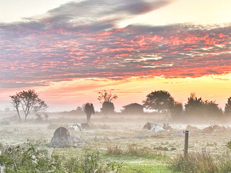 Fotoalbum - Djuren - MiFlee