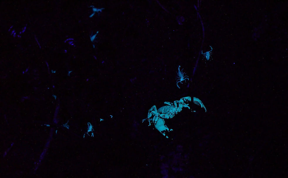 The Black scorpion young ones