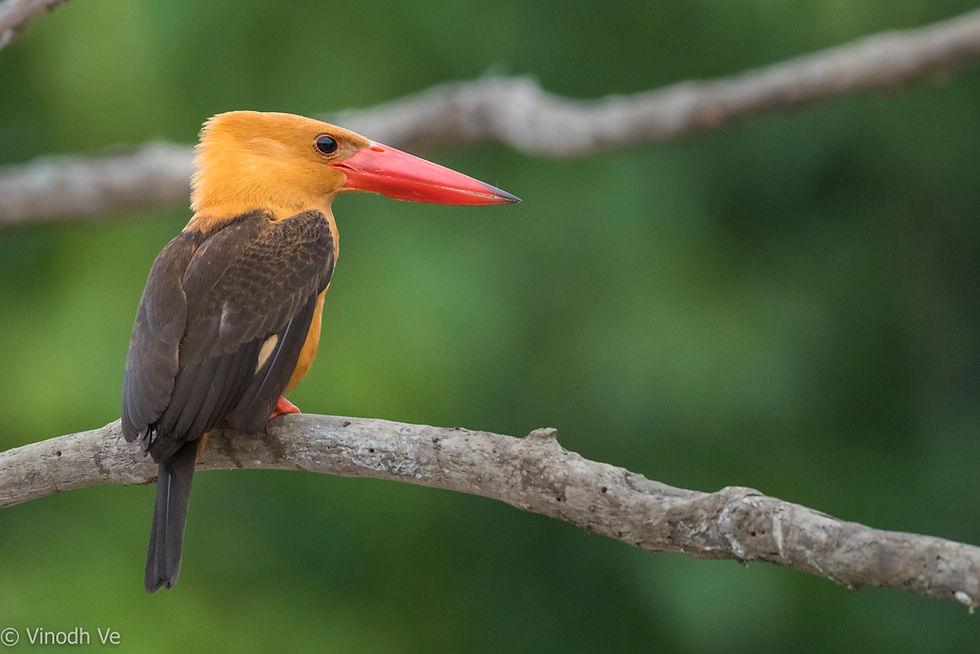 Brown winged Kingfisher