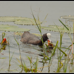 Eurasian Coot - A brutal parent?