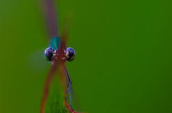 _DSC0044