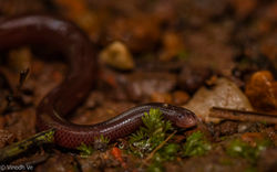 Brahminy Worm snake