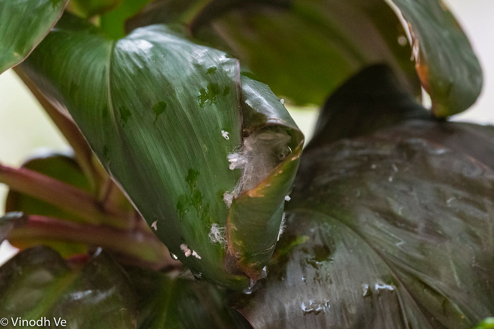 The nest itself — a perfectly stitched leaf pouch, still attached to the living plant