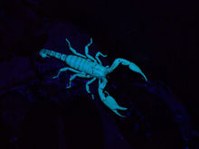 Scorpions: A glowing mystery