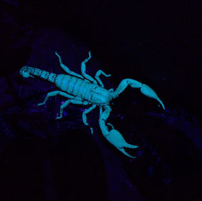 Scorpions: A glowing mystery