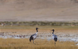 _DSC5334-3