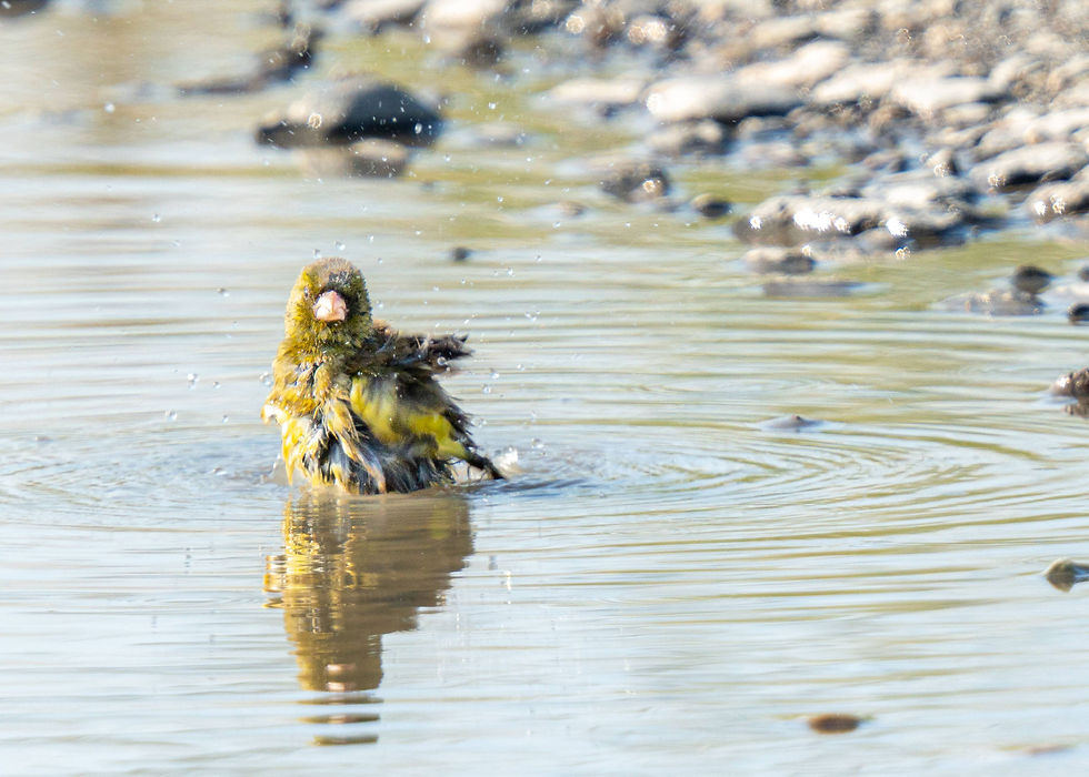 カワラヒワ 野鳥 水浴び