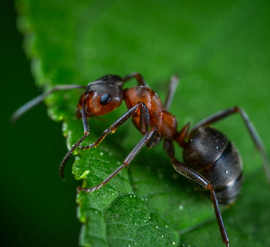 Ant Pest Control