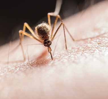 Mosquito