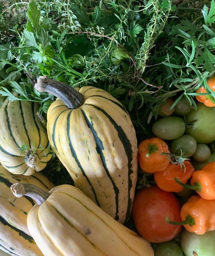 Fall Harvest - Delicata Squash, peppers, tomatoes and herbs