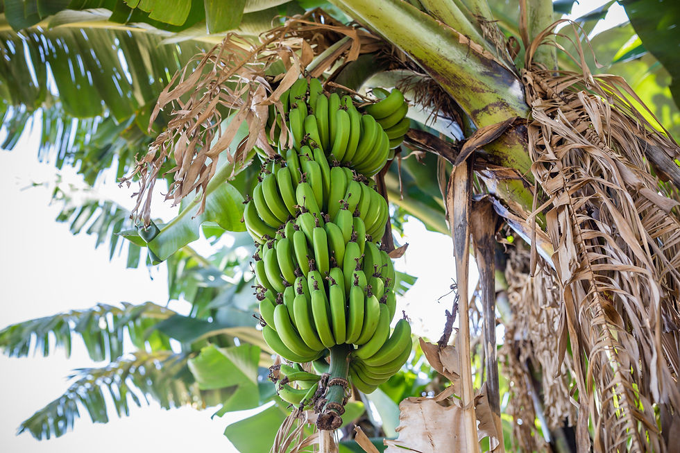 Large bunches of green and ripe bananas