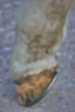 horse hoof with horseshoe