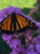 Butterfly perched on purple flowers