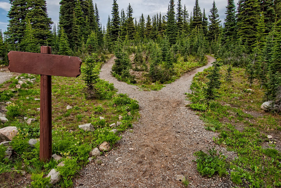 Road that diverges into two paths bordered by evergreen trees