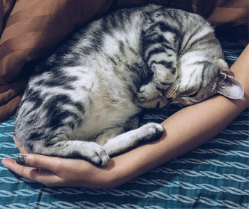 contentedly cradled cat
